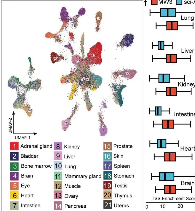 Open access visualization of UMAP, Box Plot, UMAP Plot, Cell Clusters, Wild-type Mice