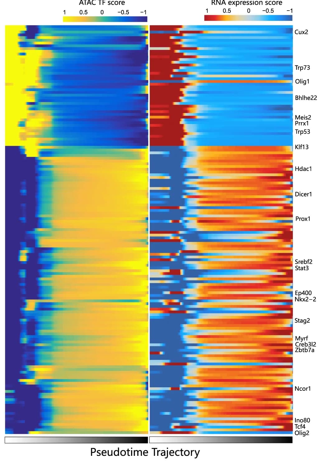 Open access visualization of Heatmap, Expression Scores, Chromatin Accessibility, Transcription Factors, Oligodendrocyte
