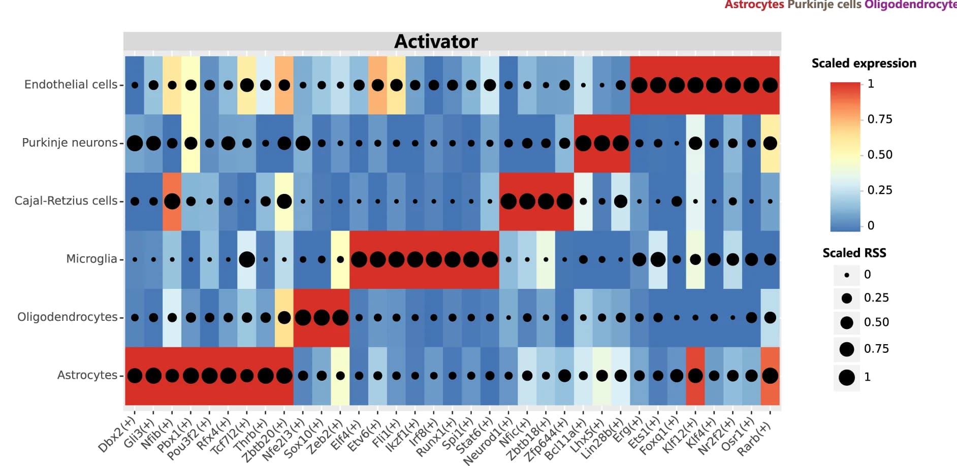 Open access visualization of Heatmap, Dot Plot, Expression, Activator Regulons, Cell Type Specificity