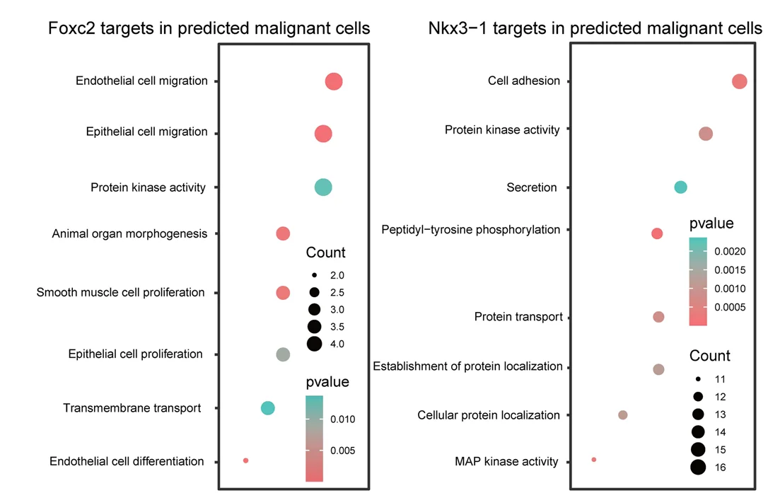 Open access visualization of Bubble Plot, Gene Ontology, Enrichment Analysis, Target Genes, Foxc2