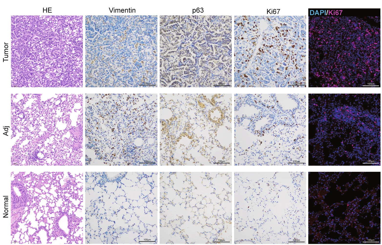 Open access visualization of Microscopy, HE Staining, IHC Staining, IF Staining, Tumor Markers