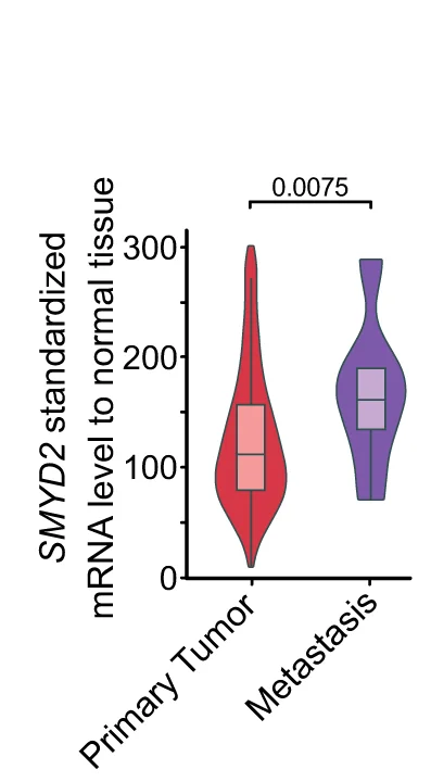 Open access visualization of Violin Plot, Box Plot, SMYD2, Gene Expression, Primary Tumor
