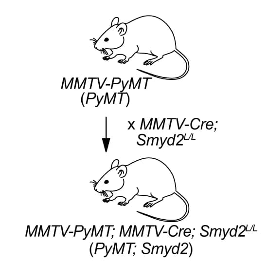 Open access visualization of Workflow, Illustration, PyMT Mouse Model, Smyd2, Breast Cancer