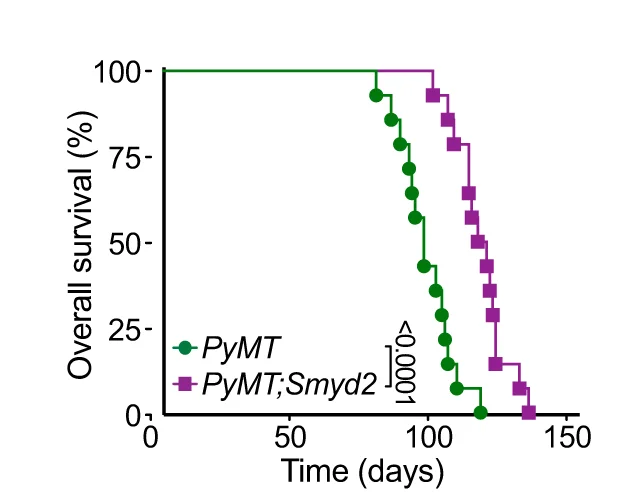 Open access visualization of Survival Curve, Line Plot, Line Step, Kaplan-Meier Survival Curve, PyMT Mouse Model