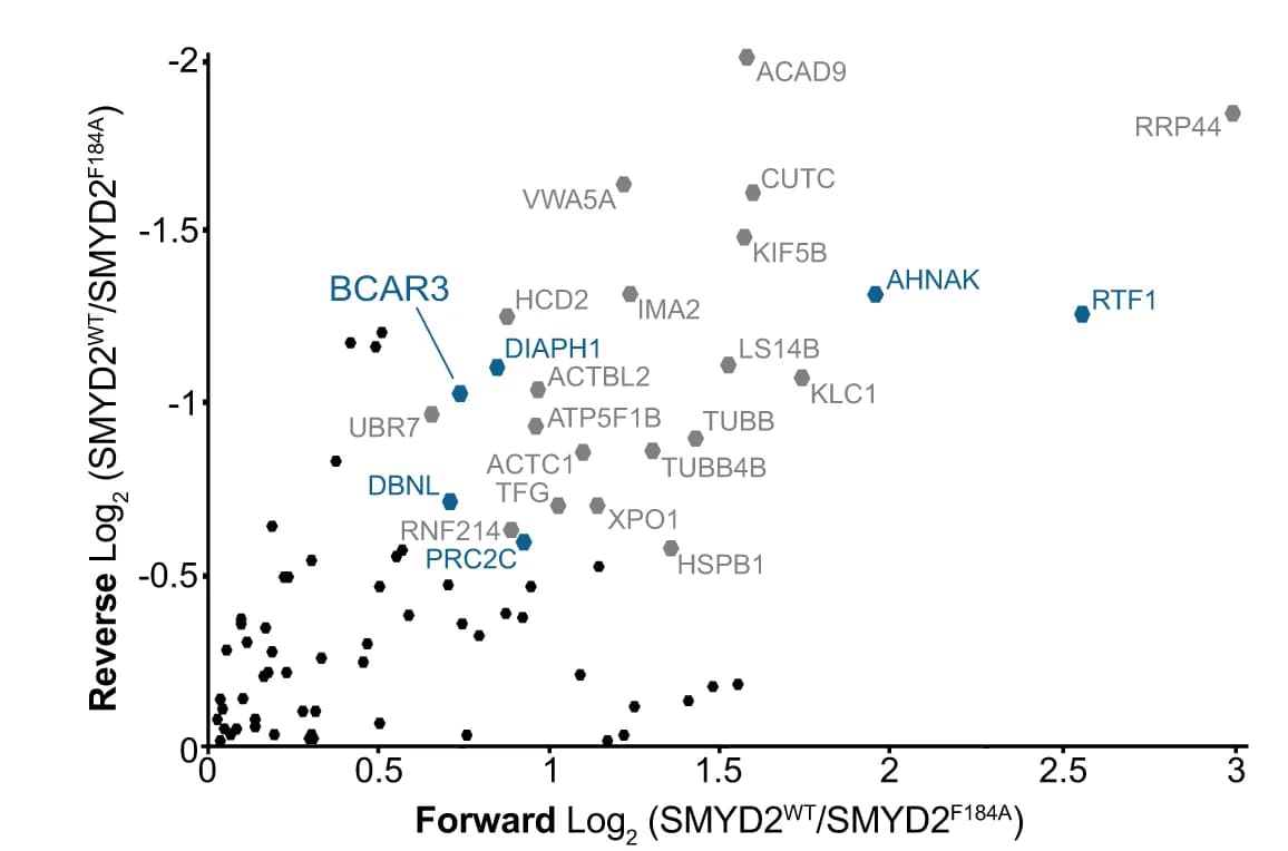 Open access visualization of Scatter Plot, SILAC, Proteomics, Methylome, SMYD2