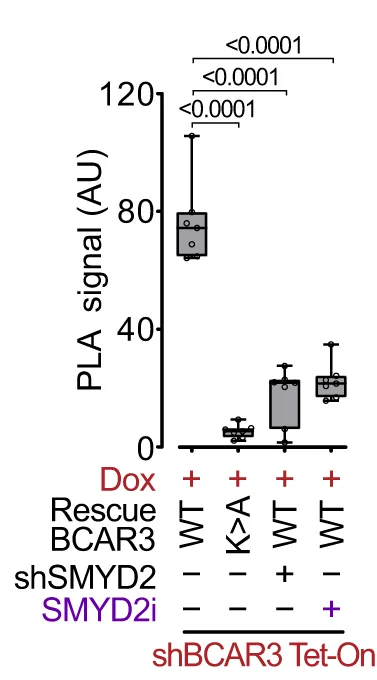 Open access visualization of Box Plot, Scatter Plot, Proximity Ligation Assay, Methylated BCAR3, HA-tagged BCAR3