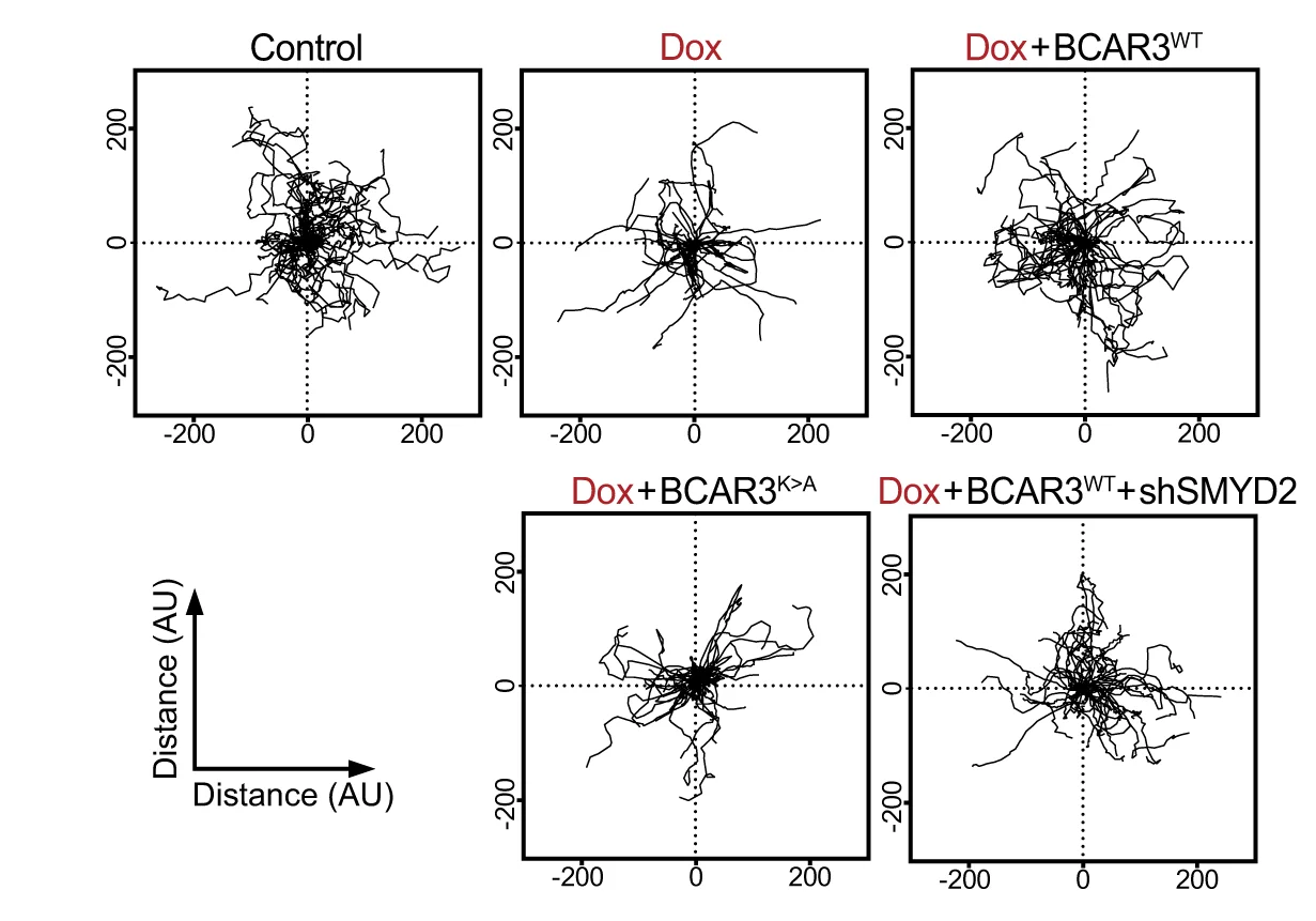 Open access visualization of Line Plot, Single-Cell Migration, Time-Lapse Microscopy, MDA-MB-231 Cells, Cell Velocity