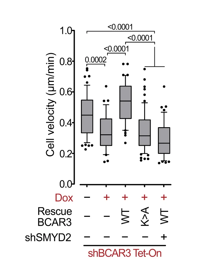 Open access visualization of Box Plot, Single-Cell Migration, MDA-MB-231 Cells, Cell Velocity, ANOVA