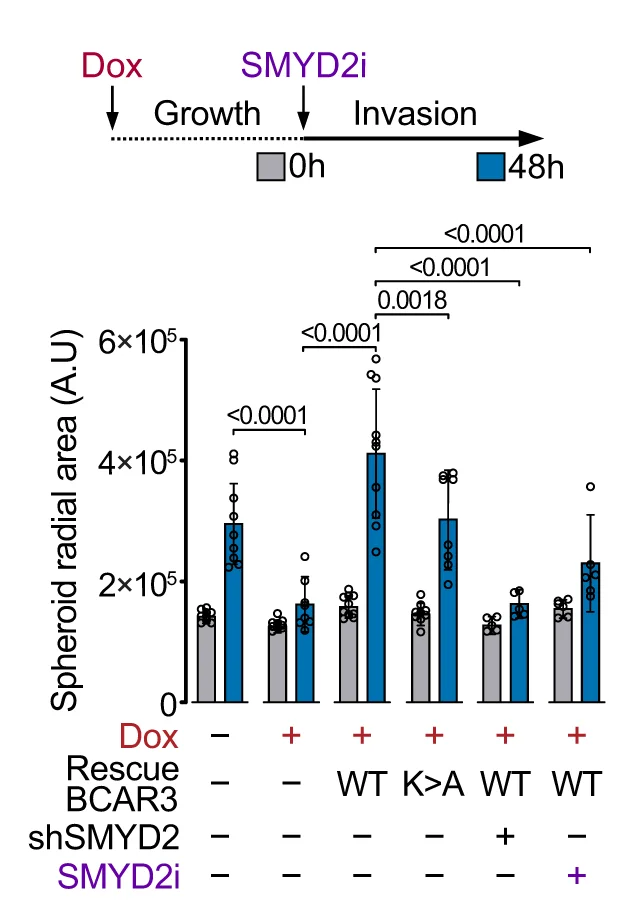 Open access visualization of Bar Plot, Error Bars, Scatter Plot, Cell Spreading, Basement Membrane