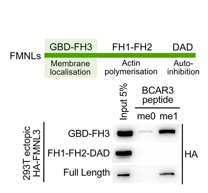 Open access visualization of Gel, Immunoblot Analysis, Protein Pulldowns, BCAR3 Peptides, 293T Cells