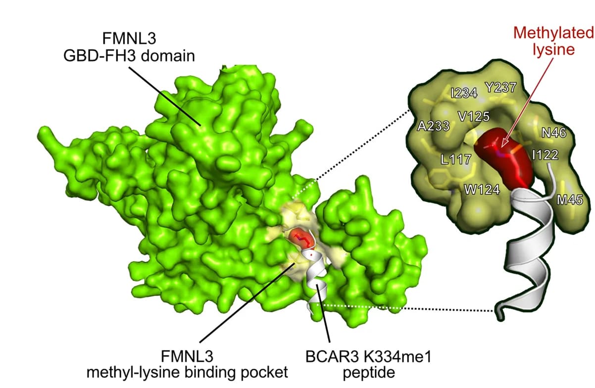 Open access visualization of Protein Structure, 3D Plot, Structure Model, FMNL3 GBD-FH3 Domain, BCAR3 K334me1 Peptide