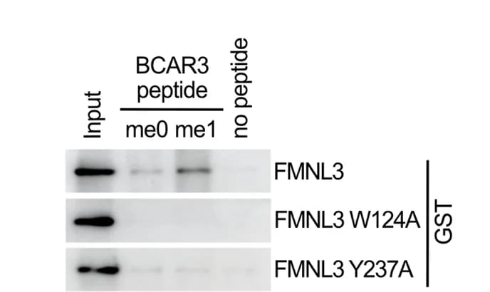 Open access visualization of Gel, Immunoblot Analysis, Peptide Pulldowns, BCAR3 Peptides, GST-FMNL3 Proteins