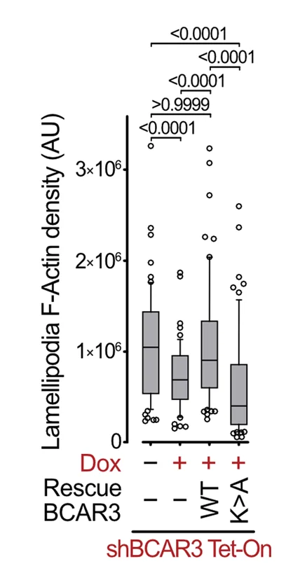 Open access visualization of Box Plot, Scatter Plot, Lamellipodia, F-Actin Density, MDA-MB-231 Cells