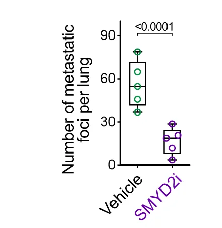Open access visualization of Box Plot, Scatter Plot, Metastatic Foci, Lungs, PyMT Mice
