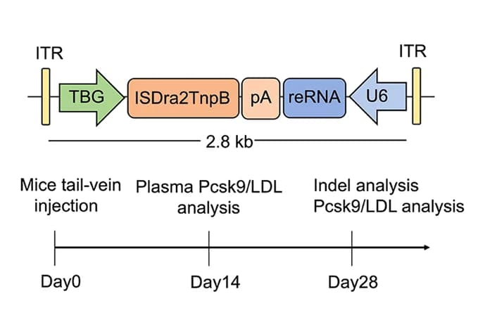 Open access visualization of Workflow, Illustration, AAV8 Vectors, In Vivo Delivery, AAV Vector