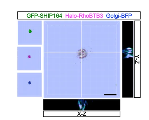 Open access visualization of Microscopy, HEK293 Cell, GFP-SHIP164, Halo-RhoBTB3, Golgi-BFP