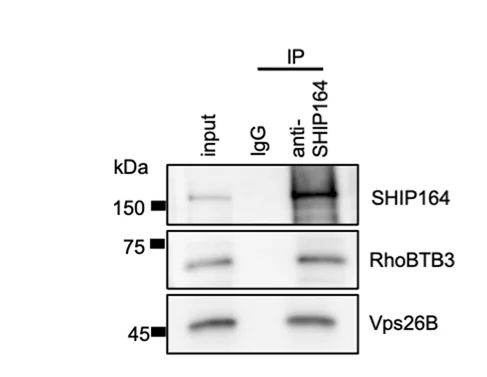 Open access visualization of Gel, Co-IP Assay, Endogenous SHIP164, Endogenous RhoBTB3, Vps26B
