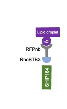 Open access visualization of Illustration, Workflow, Schematic Cartoon, RFPnb, BFP-RFPnb-RHOBTB3