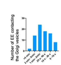 Open access visualization of Histogram, EEA1, RhoBTB3, Golgi Vesicles, Early Endosomes