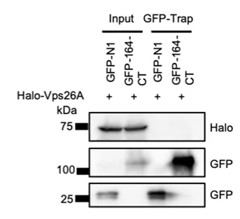 Open access visualization of Gel, GFP-Trap Assays, GFP-SHIP164-CT, Halo-Vps26A, HEK293 Cells