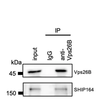 Open access visualization of Gel, Co-IP Assays, Vps26B, SHIP164, Protein Interactions