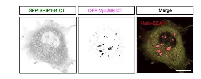 Open access visualization of Microscopy, HEK293 Cells, GFP-SHIP164-CT, OFP-Vps26B-CT, Halo-EEA1
