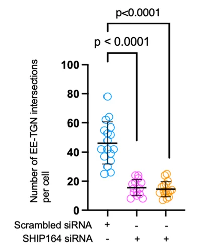 Open access visualization of Scatter Plot, Golgi-EE Intersections, Scrambled siRNA, SHIP164 siRNA, Student's t-test
