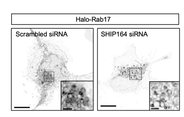 Open access visualization of Microscopy, HEK293 Cells, Halo-Rab17, siRNA, SHIP164