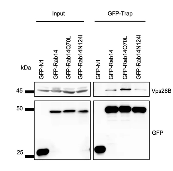 Open access visualization of Gel, GFP-Trap Assay, Halo-Rab14 Mutants, Vps26B, HEK293 Cells