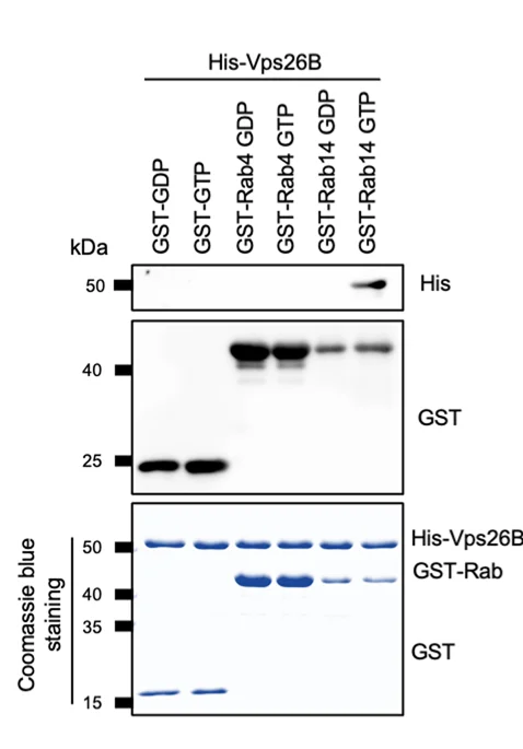 Open access visualization of Gel, GST-pull-down Assay, GTP-loaded Rab14, Rab14-GDP, Rab4-GTP