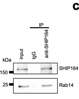 Open access visualization of Gel, Co-IP Assays, Endogenous Rab14, Endogenous SHIP164, HEK293 Cells
