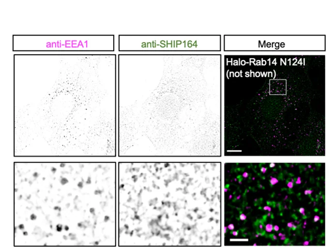 Open access visualization of Microscopy, HEK293 Cells, SHIP164 Antibody, EEA1 Antibody, Halo-Rab14 N124I