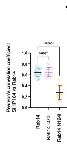 Open access visualization of Scatter Plot, Error Bars, Pearson’s Correlation Coefficient, Endogenous SHIP164, Rab14