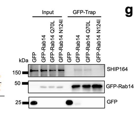 Open access visualization of Gel, GFP-Trap Assays, Halo-Rab14 Mutants, Endogenous SHIP164, HEK293 Cells
