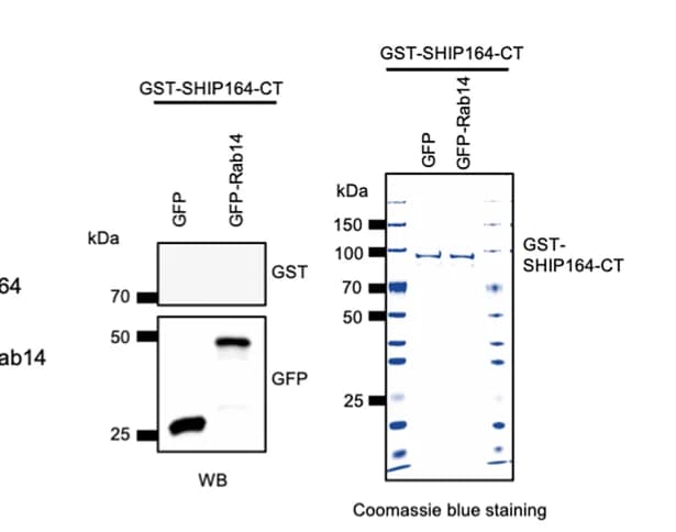 Open access visualization of Gel, Pull-Down Assays, GST-SHIP164-CT, GFP-Rab14, In Vitro