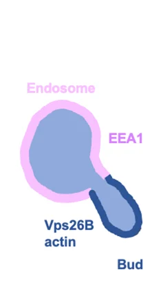 Open access visualization of Illustration, Early Endosome, Schematic, EE Vacuole, EE Bud
