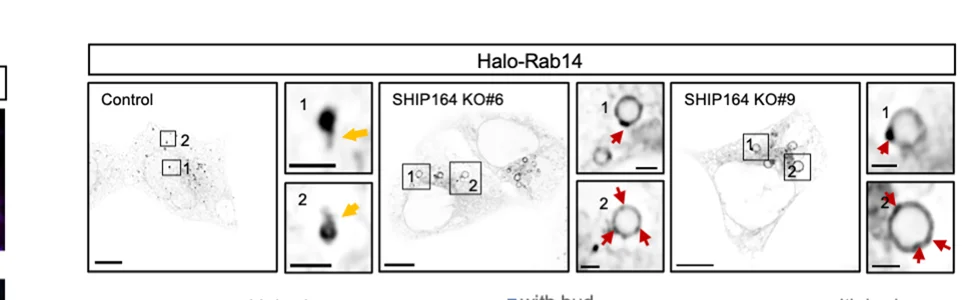 Open access visualization of Microscopy, SHIP164 Knockout, HEK293 Cells, Halo-Rab14, Rab14 Buds