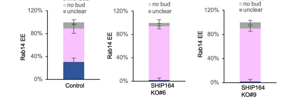 Open access visualization of Stacked Bar Plot, Error Bars, Rab14 Endosomes, Buds, Quantification