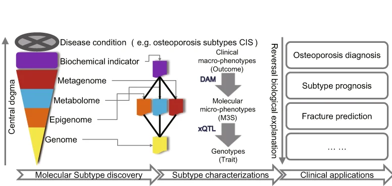 Open access visualization of Workflow, Flowchart, Illustration, Osteoporosis, Subtypes