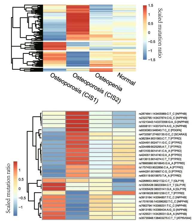 Open access visualization of Heatmap, Clustered, SNV, Osteoporosis Subtypes