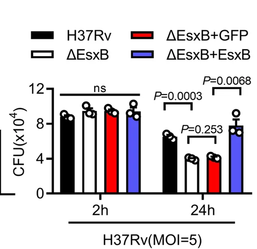 Open access visualization of Bar Plot, Error Bars, Mouse Peritoneal Macrophages, H37Rv, H37Rv:ΔEsxB