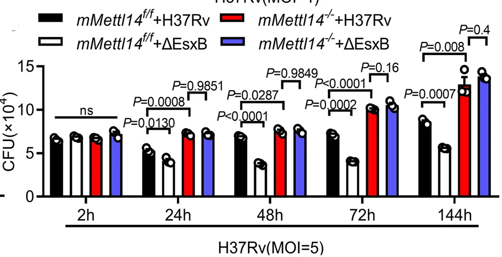 Open access visualization of Bar Plot, Error Bars, Clustered, mMettl14 f/f Mice, mMettl14 -/- Mice