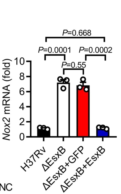 Open access visualization of Bar Plot, Error Bars, qPCR Analysis, Nox2 mRNA, Immunoblot