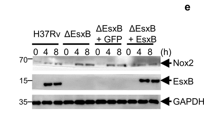 Open access visualization of Gel, qPCR Analysis, Nox2 mRNA, Immunoblot, Nox2 Protein
