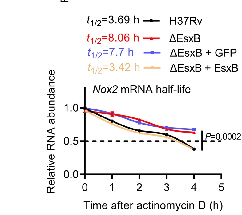 Open access visualization of Line Plot, Nox2 mRNA Stability Analysis, Macrophages, Actinomycin D, Mouse Peritoneal Macrophages