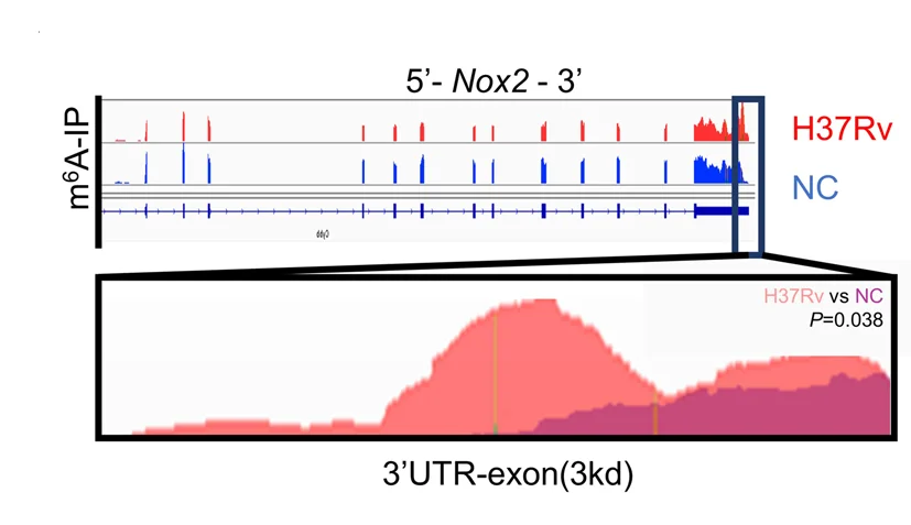 Open access visualization of Line Plot, Bar Plot, Density Plot, MeRIP-seq, Nox2