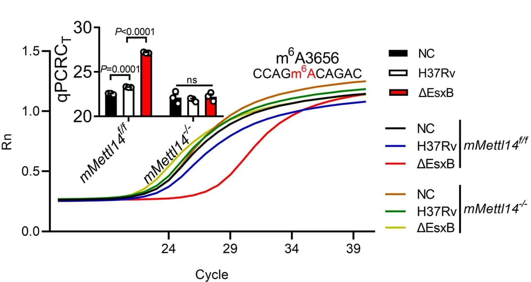Open access visualization of Line Plot, Bar Plot, Fluorescence Amplification, qPCR, m6A3656
