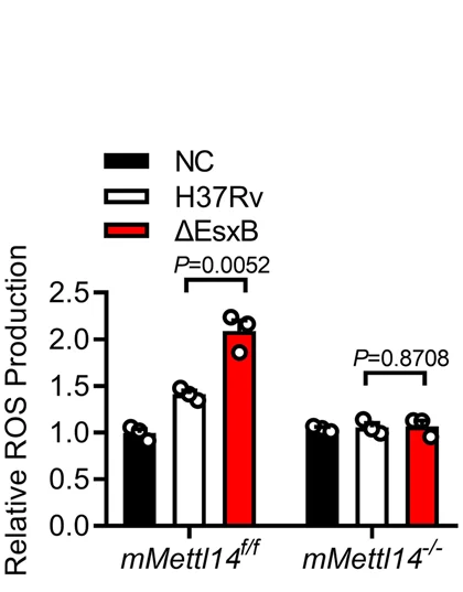 Open access visualization of Bar Plot, Clustered, ROS, DCF Staining, Macrophages