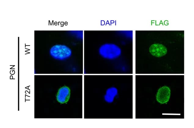 Open access visualization of Microscopy, Immunofluorescence, METTL14, iBMDM Cells, FLAG-Mettl14-WT