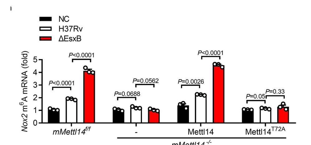 Open access visualization of Bar Plot, Error Bars, MeRIP-qPCR, m6A Nox2 mRNA, mMettl14 Macrophages